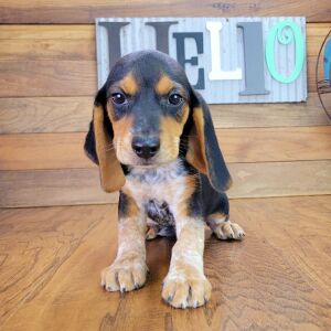 Beagle Puppy Max