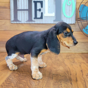 Beagle Puppy Max