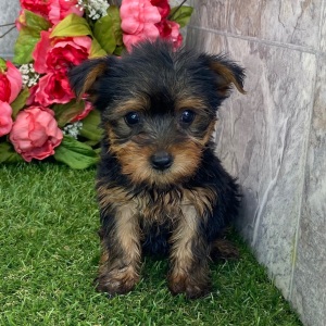 Yorkshire Terrier Puppy Isabella