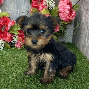 Yorkshire Terrier Puppy Isabella