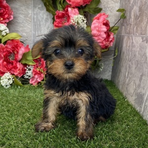 Yorkshire Terrier Puppy Isabella