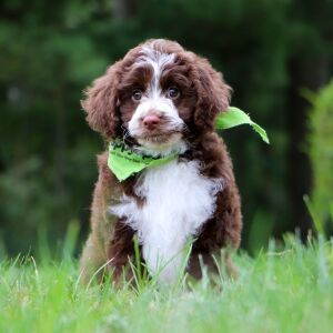 Aussiedoodle Puppy Lambert