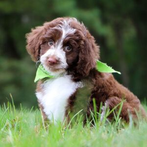Aussiedoodle Puppy Lambert