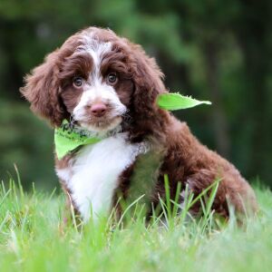 Aussiedoodle Puppy Lambert