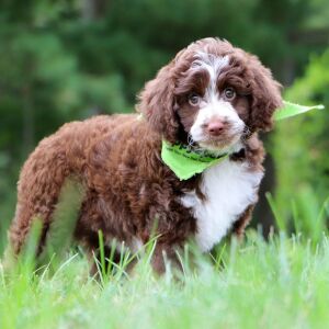 Aussiedoodle Puppy Lambert