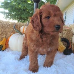 Goldendoodle Puppy Jane
