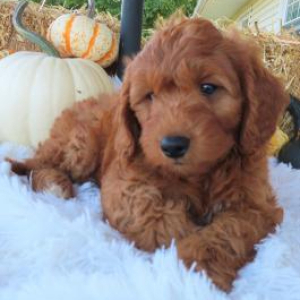 Goldendoodle Puppy Jane