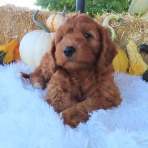 Goldendoodle Puppy Jane