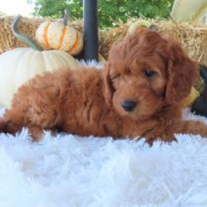 Goldendoodle Puppy Jane