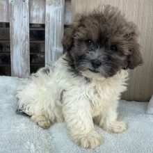 Shihpoo Puppy Ian