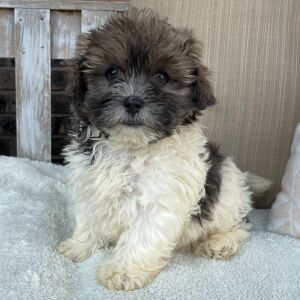 Shihpoo Puppy Ian