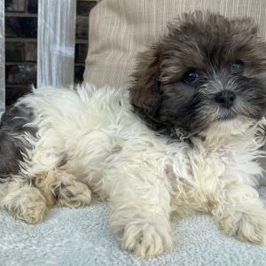 Shihpoo Puppy Ian