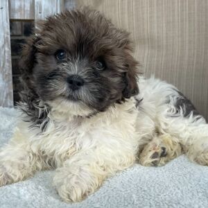 Shihpoo Puppy Ian