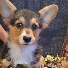 Pembroke Welsh Corgi Puppy Scarlett