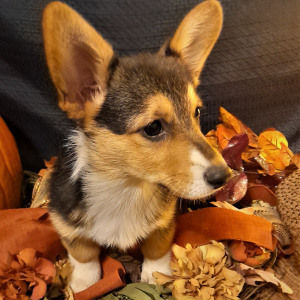 Pembroke Welsh Corgi Puppy Scarlett