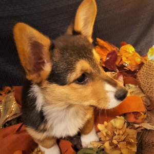 Pembroke Welsh Corgi Puppy Scarlett