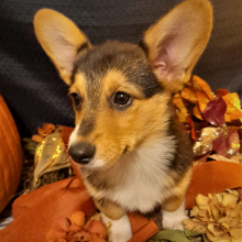 Pembroke Welsh Corgi Puppy Scarlett