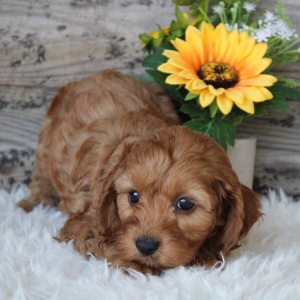 Cockapoo Puppy Iggy
