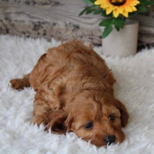 Cockapoo Puppy Iggy