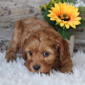 Cockapoo Puppy Iggy