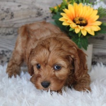 Cockapoo Puppy Iggy