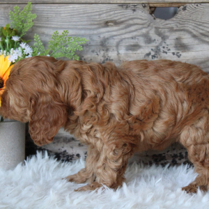 Cockapoo Puppy Iggy