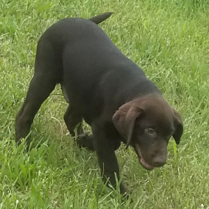 Labrador Retriever Puppy Brutus