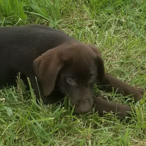 Labrador Retriever Puppy Brutus