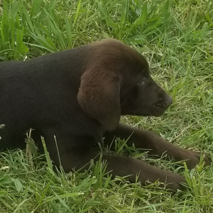 Labrador Retriever Puppy Brutus
