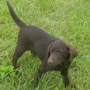 Labrador Retriever Puppy Brutus