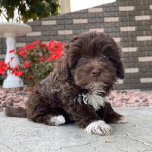 Havapoo Puppy Jackie