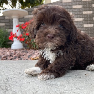 Havapoo Puppy Jackie