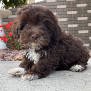 Havapoo Puppy Jackie