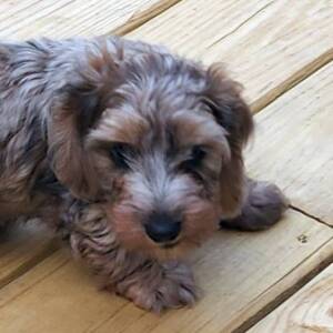 Dachshund Puppy Chewbacca