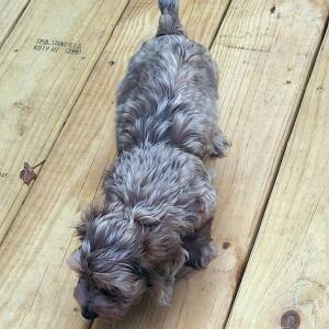 Dachshund Puppy Chewbacca