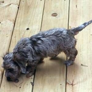 Dachshund Puppy Chewbacca