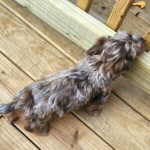 Dachshund Puppy Chewbacca