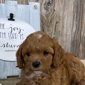 Cavapoo Puppy Gidget