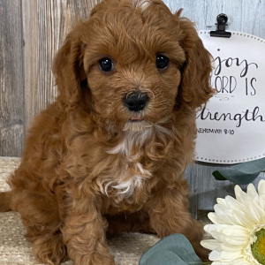Cavapoo Puppy Gidget