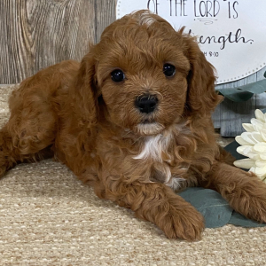 Cavapoo Puppy Gidget