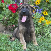 German Shepherd Dog Puppy Grant