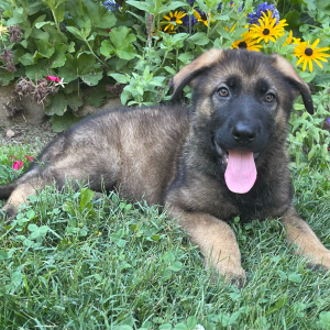 German Shepherd Dog Puppy Grant