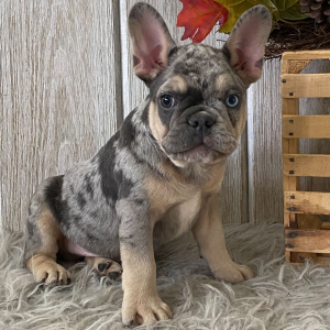 French Bulldog Puppy Buck