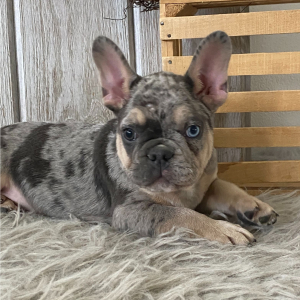 French Bulldog Puppy Buck