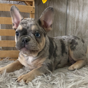 French Bulldog Puppy Buck