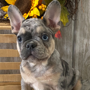 French Bulldog Puppy Buck