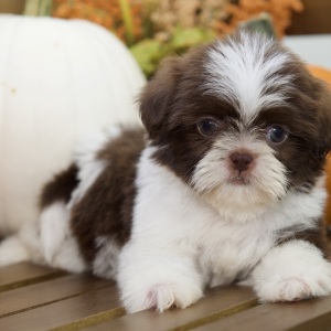 Shih Tzu Puppy Brynn