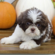 Shih Tzu Puppy Brynn