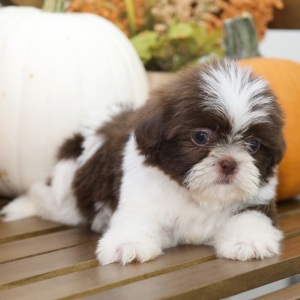 Shih Tzu Puppy Brynn