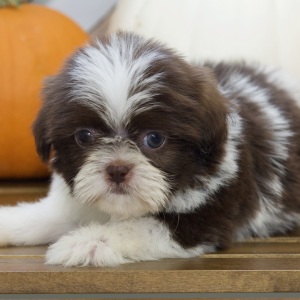Shih Tzu Puppy Brynn